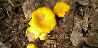 Peu à peu, le champignon a été détecté. Y A T Il Des Trucs Infaillibles Pour Eviter Les Champignons Veneneux Allez Savoir