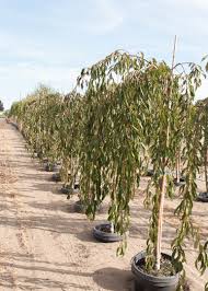Also known as weeping rosebud cherry tree. Double Weeping Cherry Tree Garden Gate Nursery