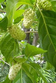Image result for Morinda angolensis