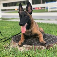 Protection Dogs Service Dogs Dog Training Service Dogs Family Protection Dogs Dogs