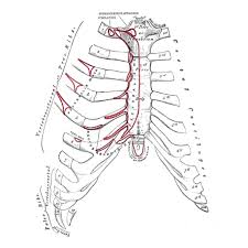 It also includes some facts regarding pathophysiology in this region. Sternum Radiology Reference Article Radiopaedia Org