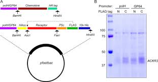 Production Of Chemokine Chemokine Receptor Complexes For