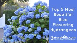 Hardy down to usda zone 4b, this variety of. Top 5 Most Beautiful Blue Flowering Hydrangeas Naturehills Com Youtube