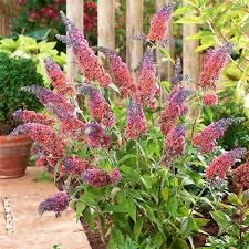 Buddleja Ile Ilgili Gorsel Sonucu Flower Power Flowers Buddleja Davidii