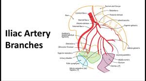 Bremer re, barber md, et al. Pelvic Arteries Memory Tricks Youtube