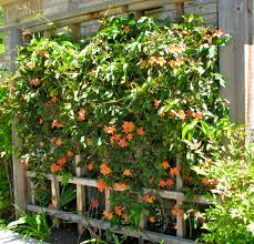 See more ideas about evergreen vines, vines, flowering vines. Vines To Cover A Multitude Of Sins Part 1 Gardendishes