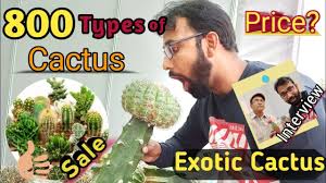 The group of succulents known as stapelias originate in southern and southwest africa. 800 Types Of Cactus Houseplants Wholesale Price For Cactus Plants In India Succulents Plants Youtube