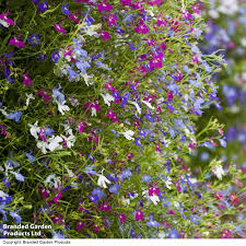 Image result for lobelia combine composition