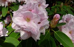 Rhododendron Mario Pagliarini All Variegated Plants Rhododendron Deer Resistant Plants