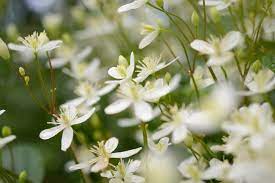We did not find results for: White Garden Best Plants For White Flowers Gardening Tips With J Parker S