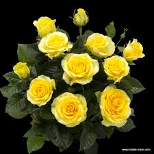 Even though these are miniature rose plants, they have large flowers, similar to hybrid teas, that bloom continuously in the summer. Friesia Kordana Pot Size 10 5 Cm Pot Size Kordana Pot Roses Distributors English