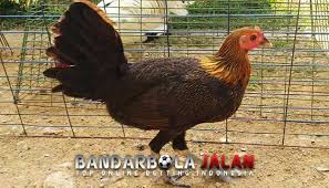 Seperti yang di ketahui bahwa negara peru merupakan salah satu negara yang paling banyak penggemar ajang sabung ayam dan di sertai oleh beberapa negara lainnya. Ayam Peru Asli Archives Bandar Bola Jalan