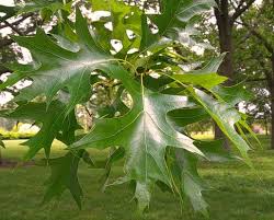 The concept is fundamental in the theory of lie groups and lie algebras. Pin Oak Quercus Palustris