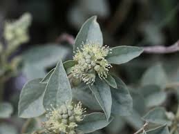 Image result for Croton dichogamus