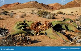 Image result for Erythrococca welwitschiana