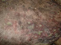 Check spelling or type a new query. Canine Bacterial Pyoderma Indications And Skin Sampling Techniques