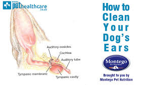 Check spelling or type a new query. Step By Step Guide How To Clean Your Dogs Ears Pet Health Care