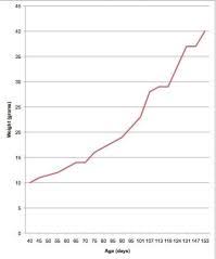 Rat Age Size Chart Mouse Rat Size Chart