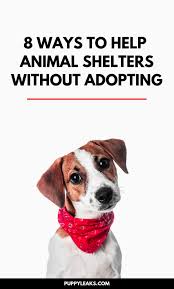 8 Ways You Can Help Shelter Animals Without Adopting Puppy Leaks Animal Shelter Animal Shelter Donations Shelter Dogs