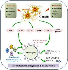 Loker pt ni / lowongan kerja pressure vessel enginer pt gunanusa utama. Frontiers The Neuroendocrine Immune Regulation In Response To Environmental Stress In Marine Bivalves Physiology