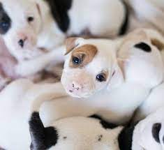 Colorful adoption center with lots of fun activities and accessories littlest pet shop's cozy care adoption center includes plenty of colorful rooms for your child's pets that open and close with big, easy latches. Ready To Adopt Adopt A Dog Almost There Rescue