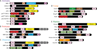 What domain and kingdom do plants belong to. Deep Evolutionary History Of The Phox And Bem1 Pb1 Domain Across Eukaryotes Scientific Reports