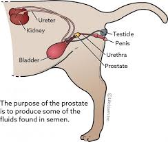 Do you know what prostate cancer symptoms look like? Prostatic Disease In Cats Vca Animal Hospital