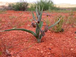 Image result for Ornithoglossum