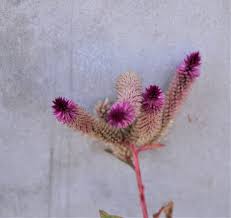 Image result for Xerophyta argentea