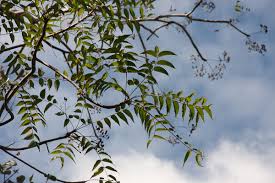 Image result for Kirkia