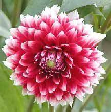 Mexico National Flower Facts About Dahlia Pinnata Mexican Flowers Flowers Dream Backyard Garden
