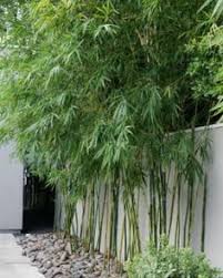 Maybe you would like to learn more about one of these? 26 Best Bamboo Privacy Screen Ideas Bamboo Privacy Bamboo Bamboo Garden