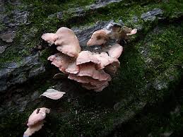 Image result for Merulius incarnatus