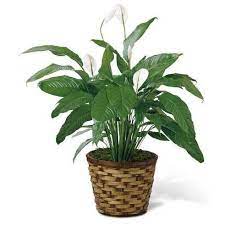 نباتات الظل الصفحة الرئيسية فيسبوك