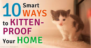 House plants can be poisonous. Kitten Proof Home Online