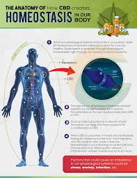 The Anatomy Of How Cbd Creates Homeostasis In Our Body Cbd Our Body Medical Knowledge