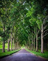 Rural Road Lined By Oak Trees Tree Lined Driveway Driveway Landscaping Landscape Architecture Park