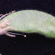 Image result for Rhynchosia torrei