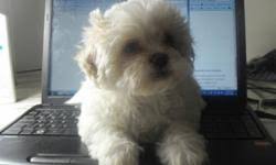 The zuchon, also known as a shichon, tzu frise, or teddy bear, is a cross between a bichon frise and shih tzu.zuchon or teddy bear puppies have hanging ears, round eyes with mostly curly hair; 8 Weeks Old Shichon Shihtzu Bichon Teddybear Puppies For Sale For Sale In London Ontario Nice Pets Online