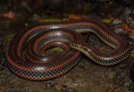 Image result for Pycnostachys orthodonta