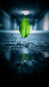 We did not find results for: Animated Leaf Gifs Tenor