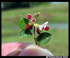 Image result for Alysicarpus zeyheri