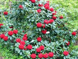 Image result for Buchnerodendron