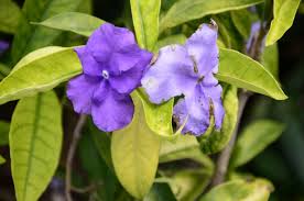 Image result for Brunfelsia pauciflora