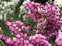 Sep 21, 2020 · picking a theme brings clarity and focus to the design process. Pictures Of Flowers Mediterranean Pink Heather