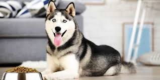 A larger majority of husky owners are opting to place. Best Dog Food For Siberian Huskies Pups Adults Seniors