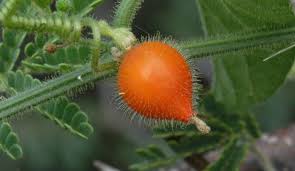 Image result for Kedrostis nana