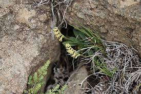 Image result for Holothrix nyasae