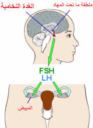 Fsh الهرمون المنشط للجريب Map Map Screenshot Art