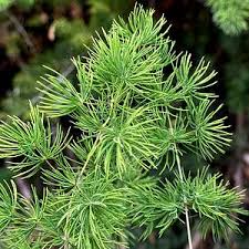 Image result for Asparagus radiatus